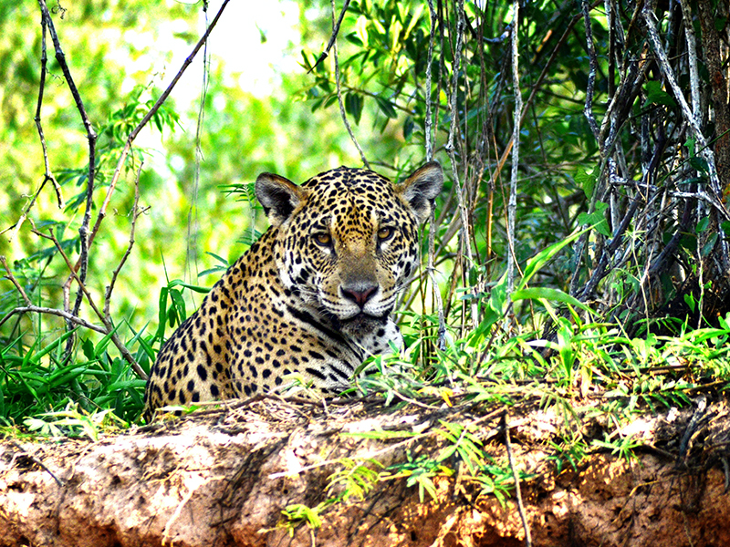 Pantanal Safari