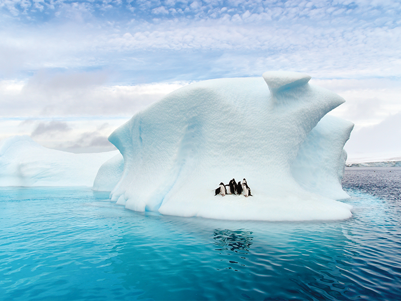 Penguins Antarctic