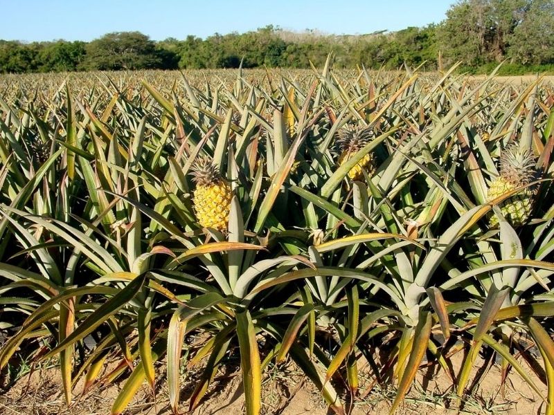 Pineapple fields, Moorea