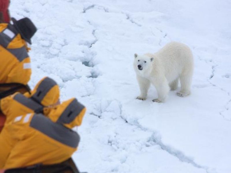 Polar Bear Encounter, Quark Expeditions