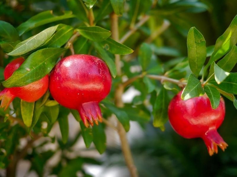 Pomegranate trees in the Saiq Plateau on luxury holidays to Oman