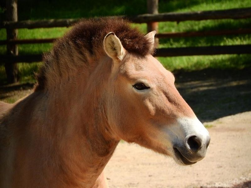 Przewalski Horses, Khustai Nuruu National Park