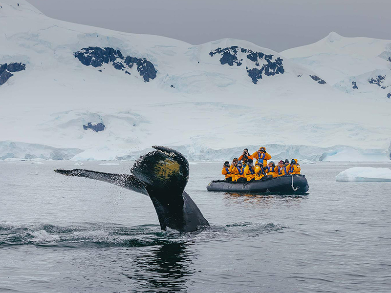 Quark Expeditions Whale tail