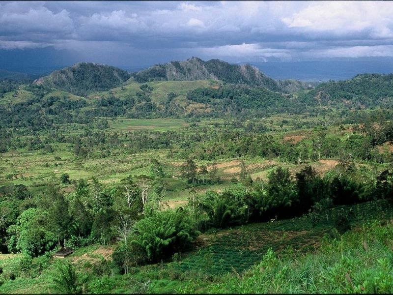Papua New Guinea rain forest