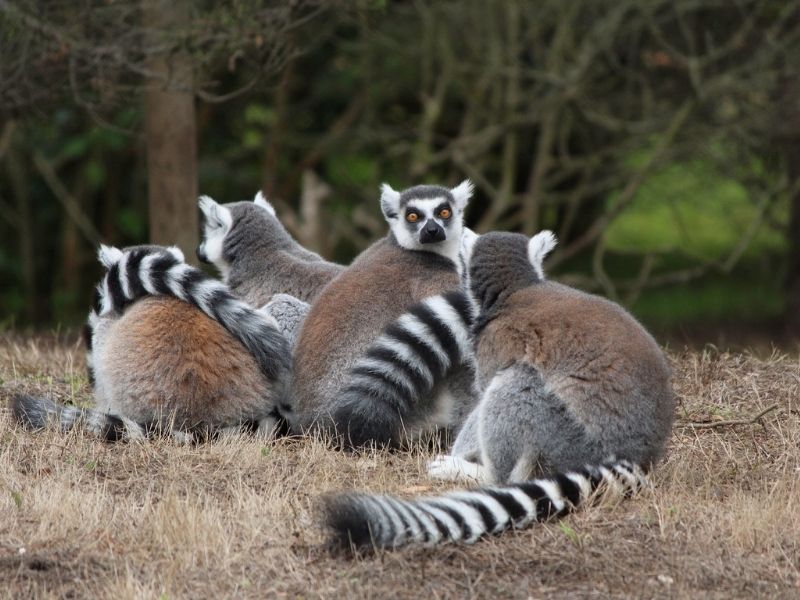 Spot ring-tailed lemurs on a scenic drive to Anjà Community Reserve during your luxury Madagascan holiday