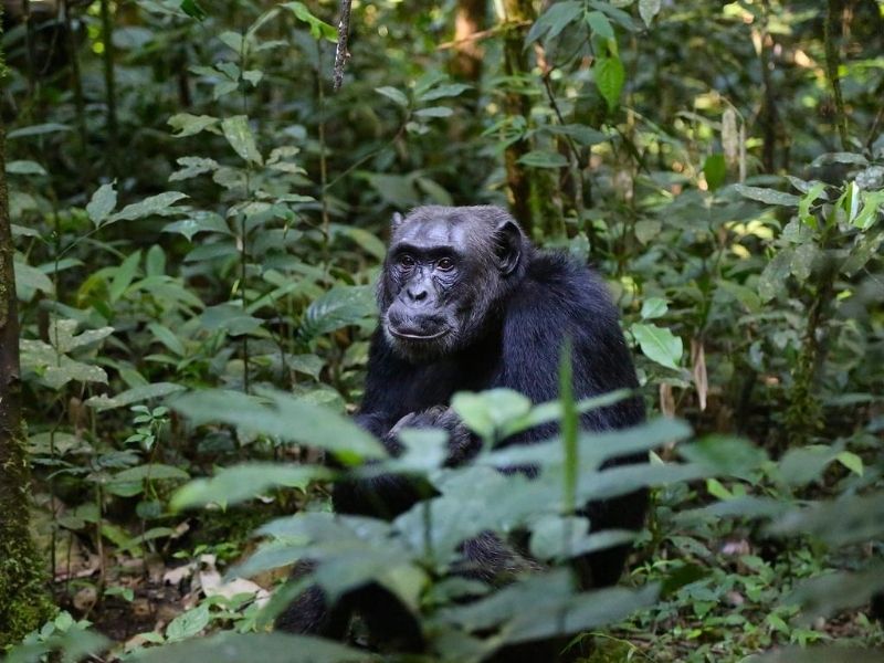 Chimpanzee in Nyungwe Forest on luxury holiday to Rwanda