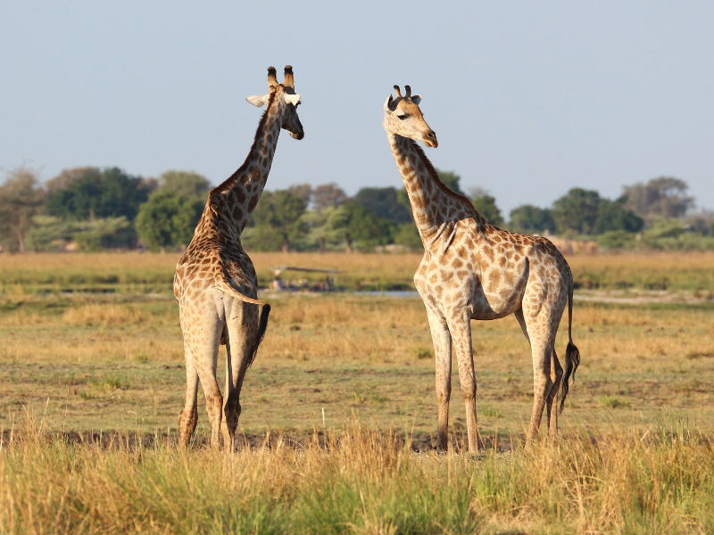 http://Safari%20Chobe%20National%20Park%20Botswana cc