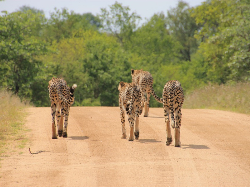Spot cheetah on safari at Sanbona Wildlife Reserve during your luxury South African holiday