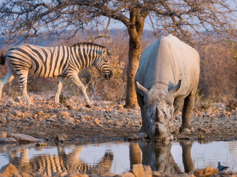 Safari in Etosha National Park Namibia