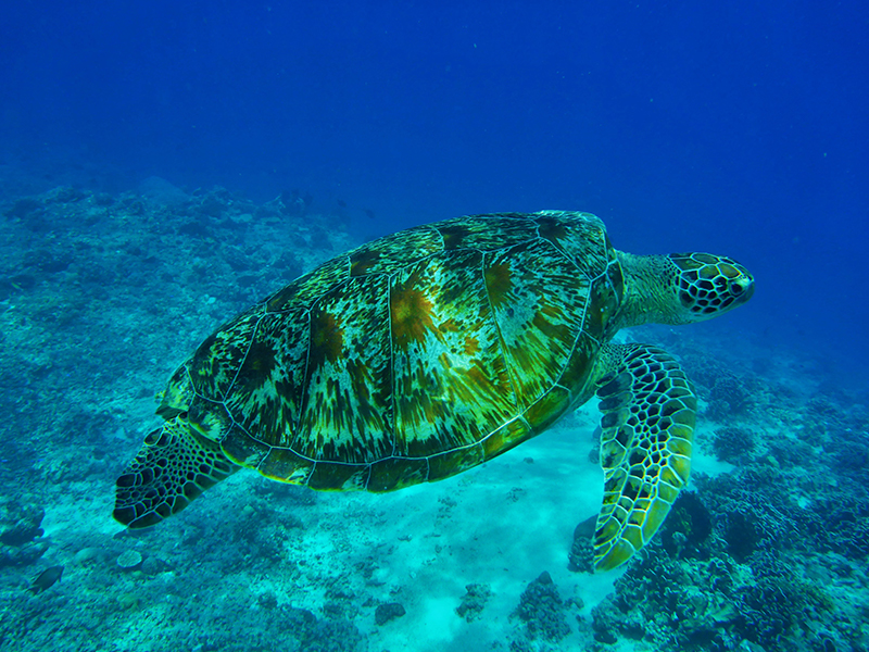 Turtle Indonesia
