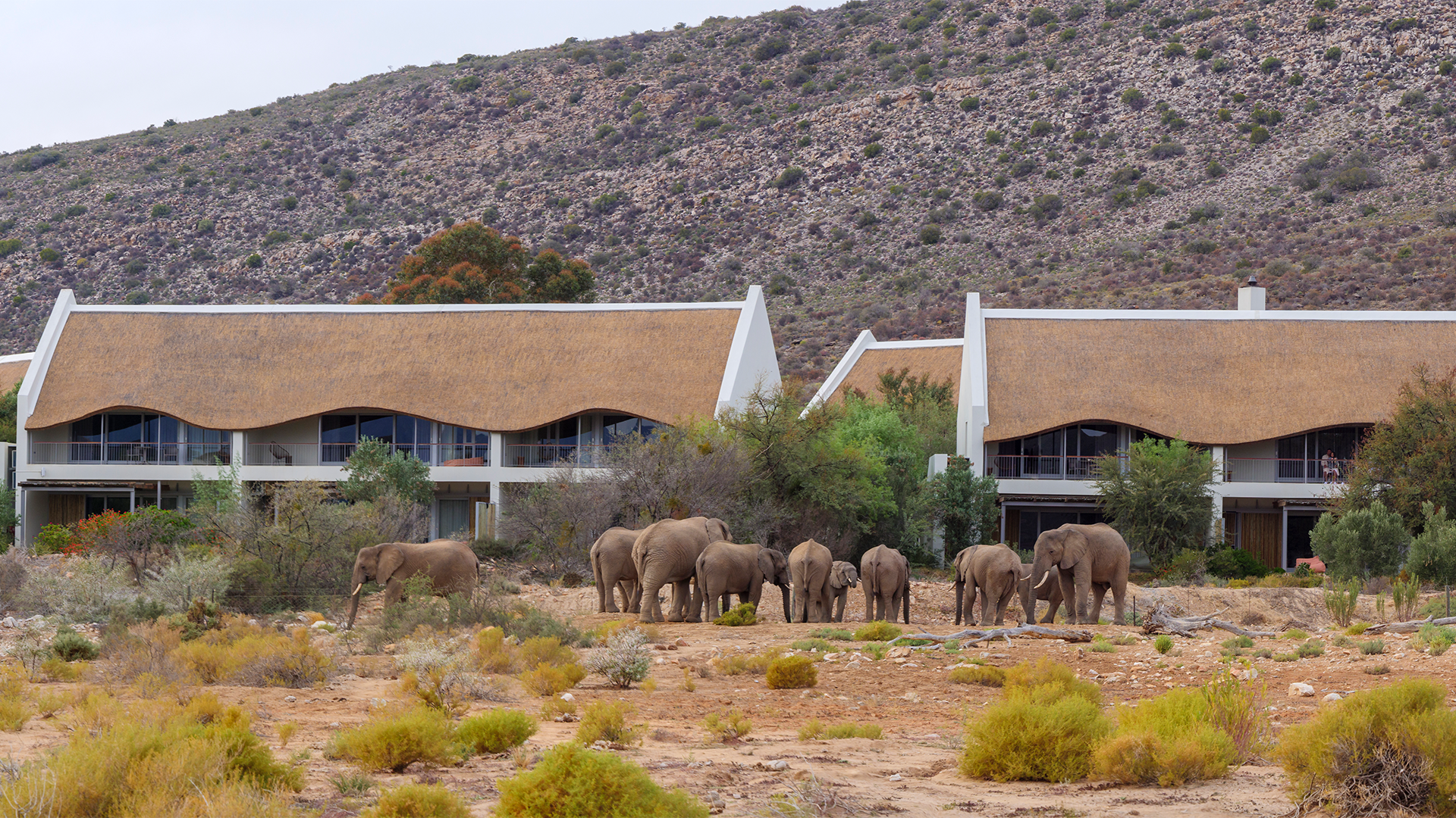 Sanbona-Gondwana-Lodge-South-Africa