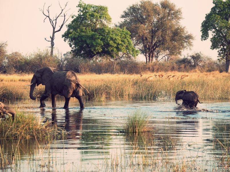 Spot elephants along the banks of the Ogooué River during your luxury Gabon safari holiday