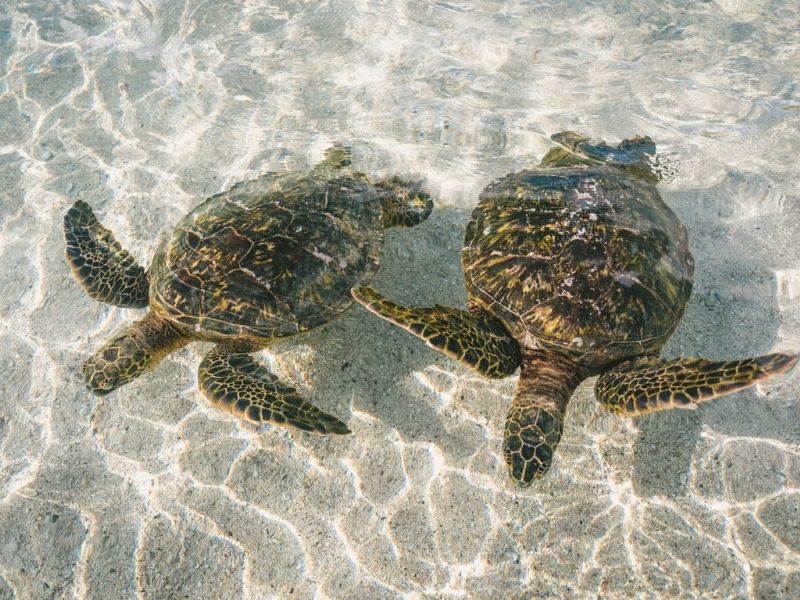 Spot sea turtles on marine excursions in Pongara National Park during your luxury Gabon holiday