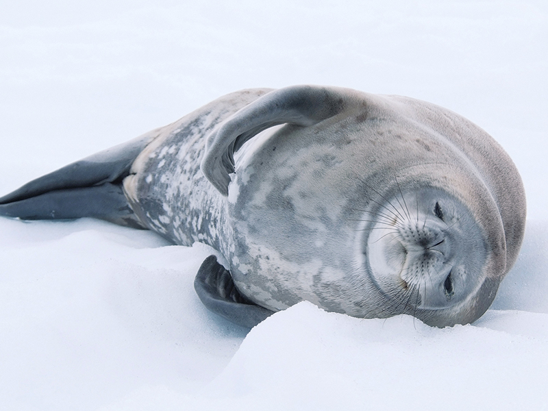 Seal Antarctic