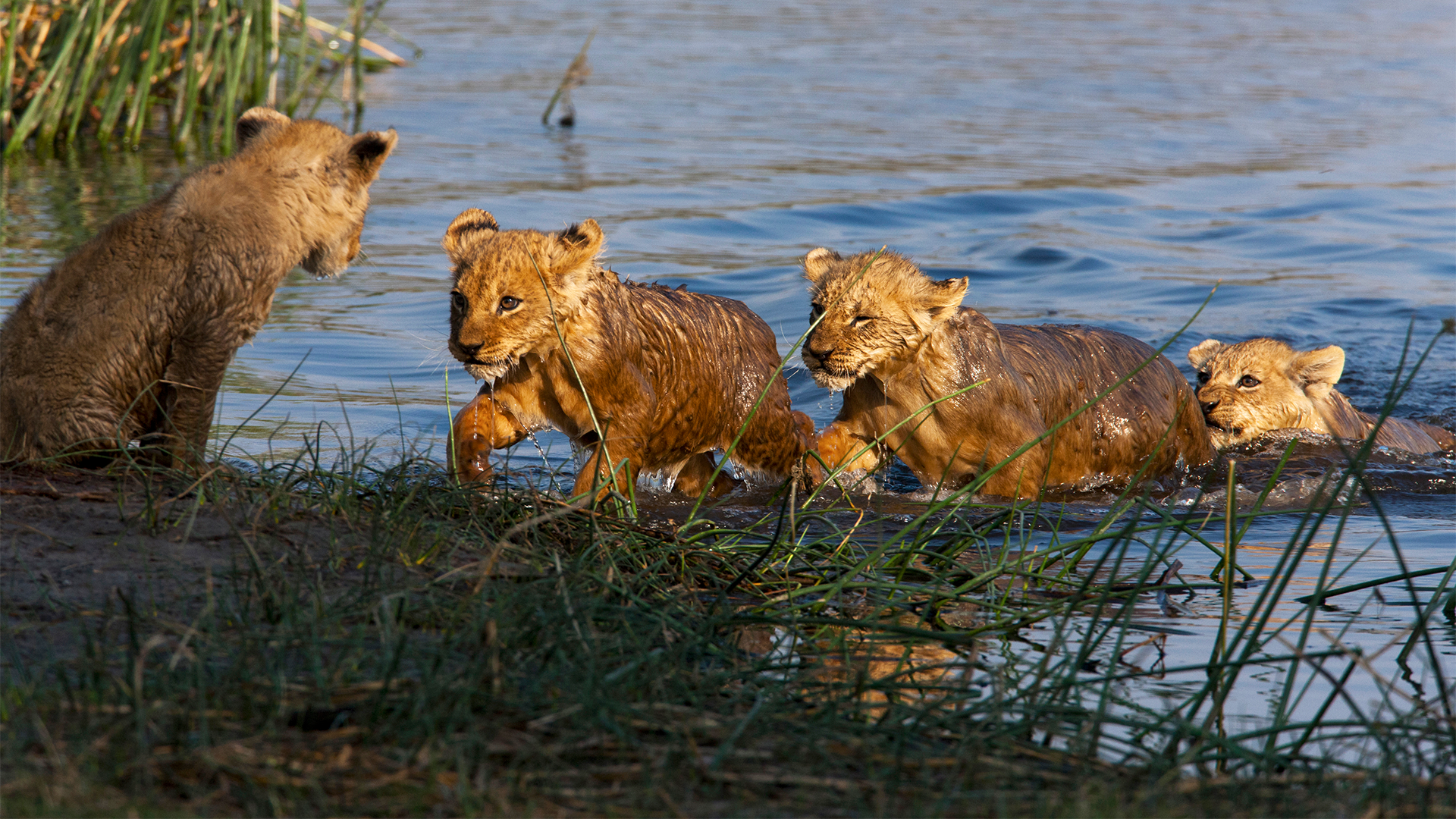 Wildlife and Safari