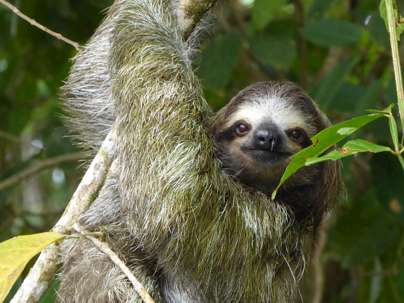 Sloth, Costa Rica