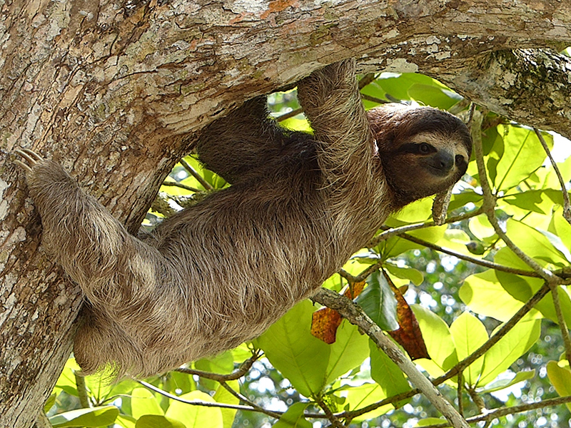 Sloth