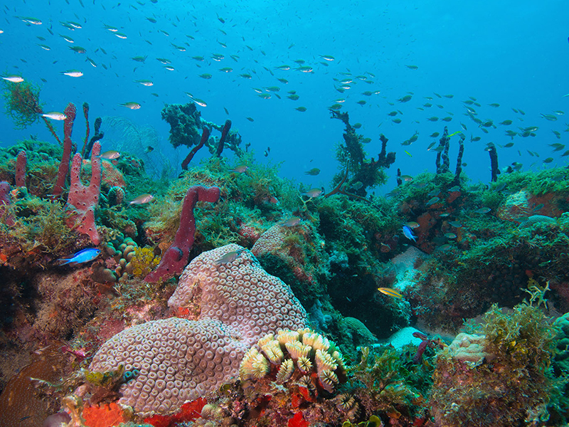 Snorkeling Grenada