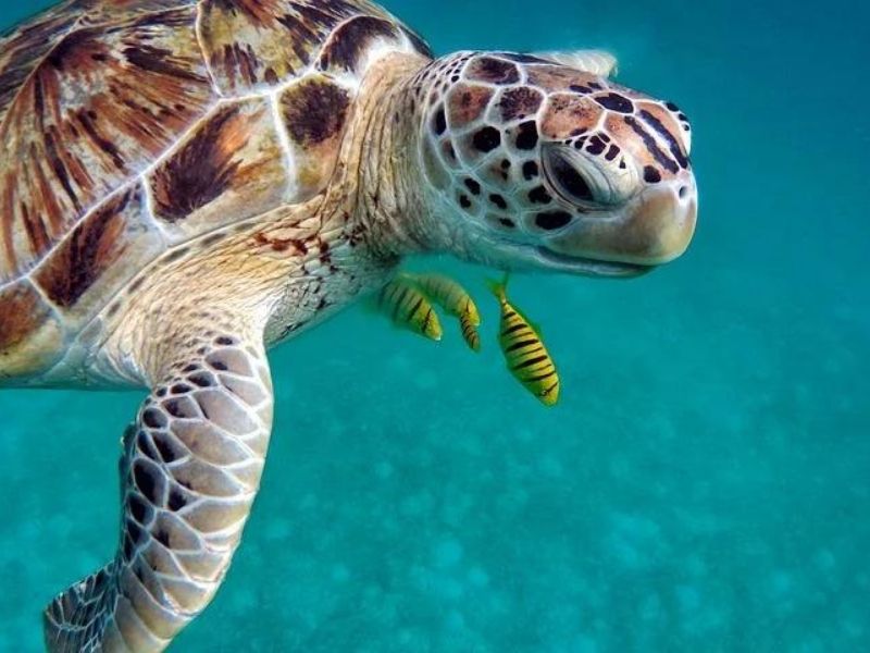 Spot sea turtles whilst snorkelling during your luxury holiday to Mozambique