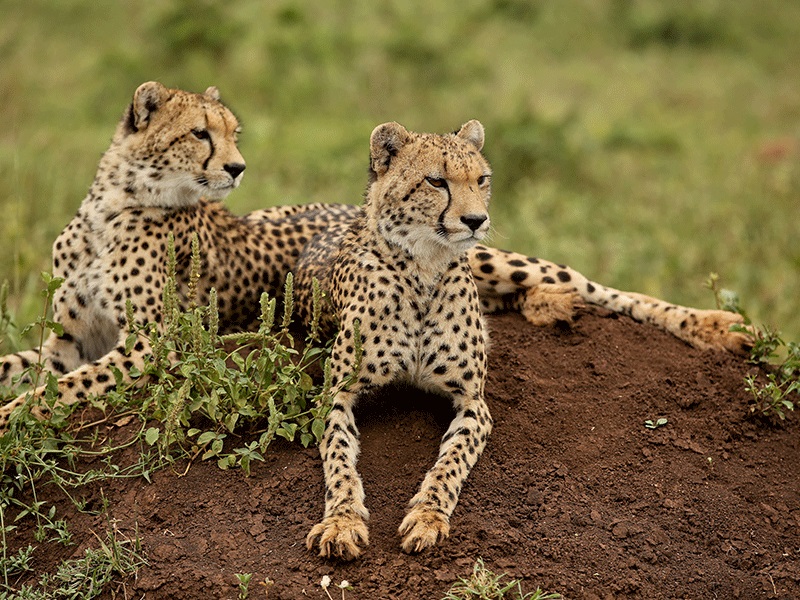 Cheetah on luxury safari in Sanbona Wildlife Reserve
