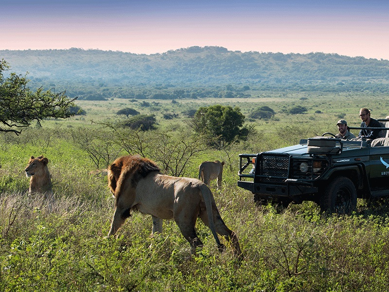 Spot lions on luxury safari in Phinda Private Game Reserve