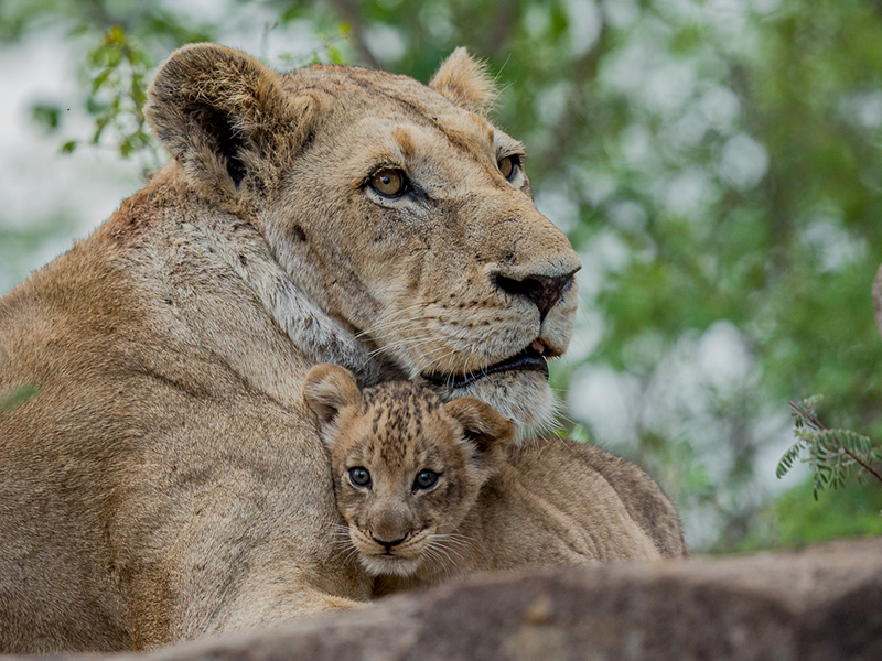 Lioness and cub at Madikwe Game Reserve on luxury South African safari holiday