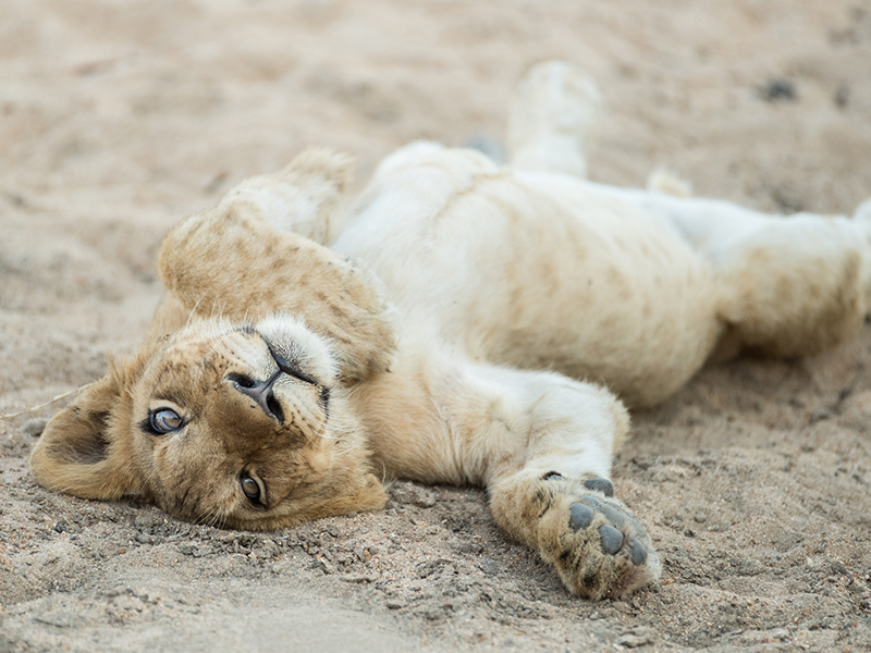 Lion cub at Thornybush Private Game on luxury South African holiday