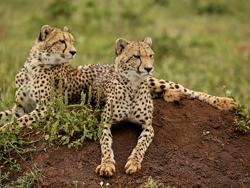 Spot cheetah in KwaZulu-Natal during your luxury holiday to South Africa