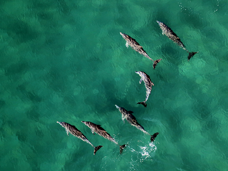 Swim with dolphins during your luxury holiday to Mozambique