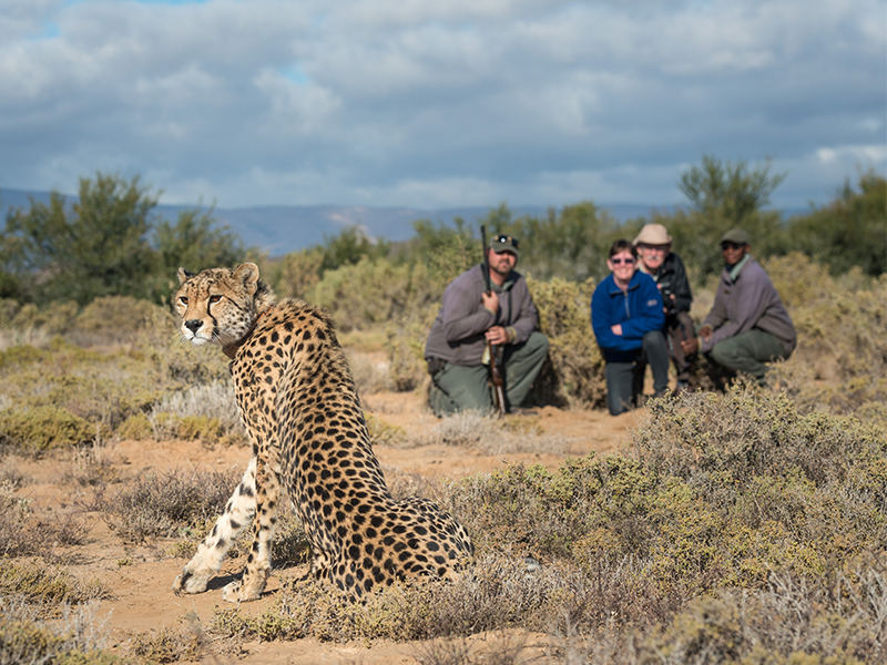 Get up close to cheetah at Sanbona Wilderness Reserve during your luxury South African holiday