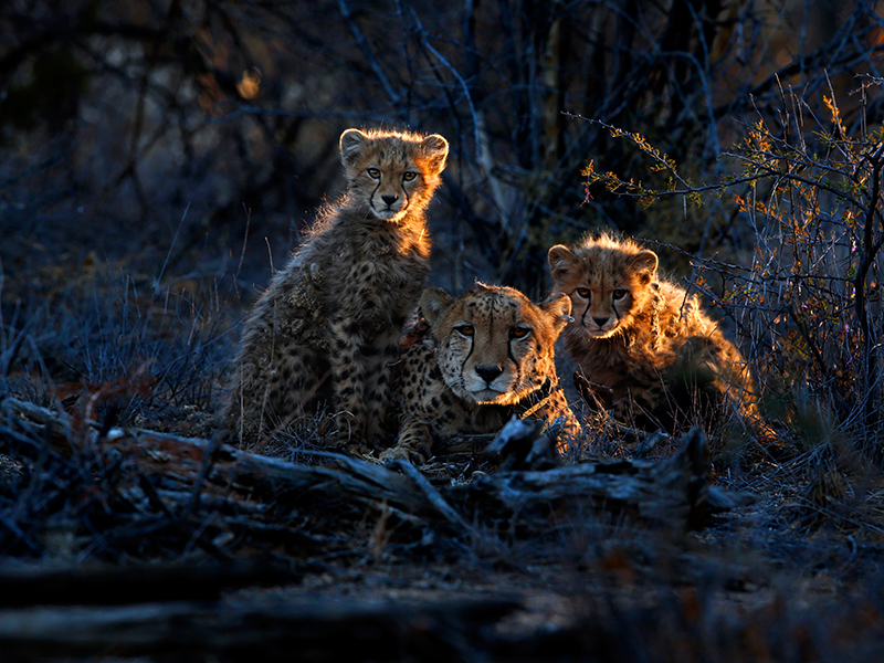 Cheetahs on safari during luxury Namibian holiday