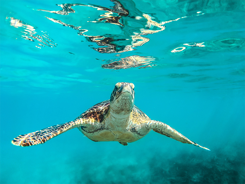 Caribbean Turtle