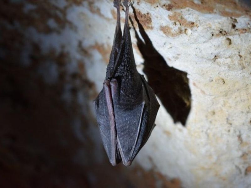 St. Lucia Soufrière Bat Cave