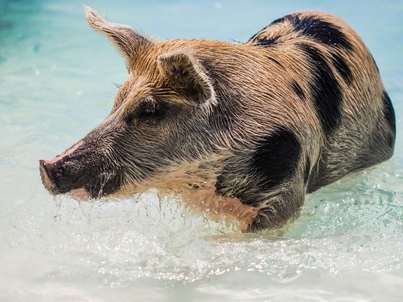 Swimming pig, The Bahamas
