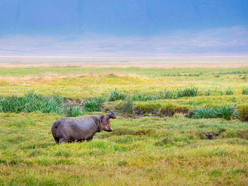 Tanzania Hippo Ngorongoro Conservation