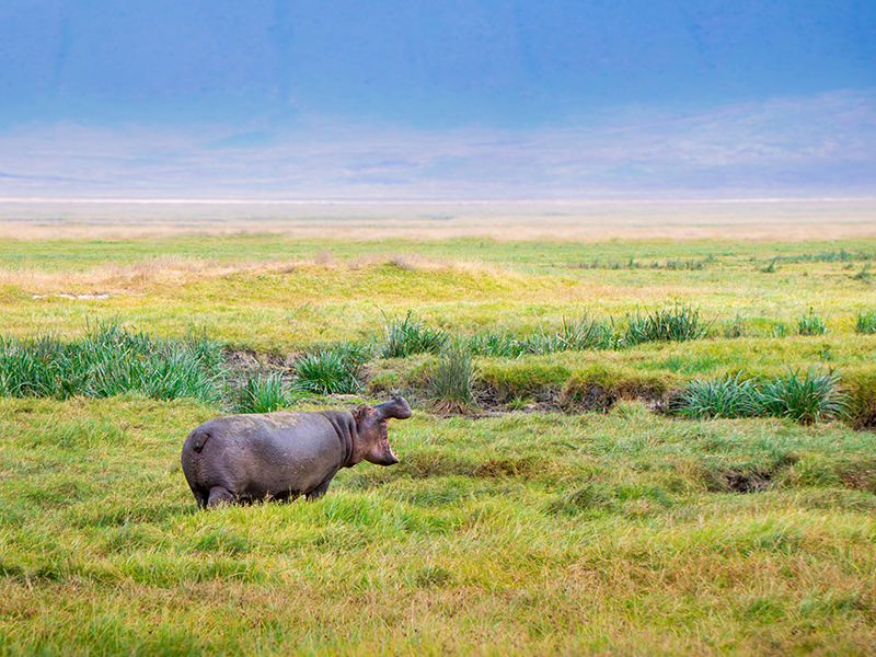 http://Tanzania%20Hippo%20Ngorongoro%20Conservation cc