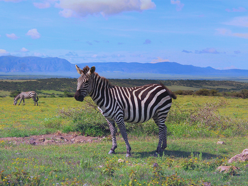Tanzania Zebra Ngorongoro Conservation
