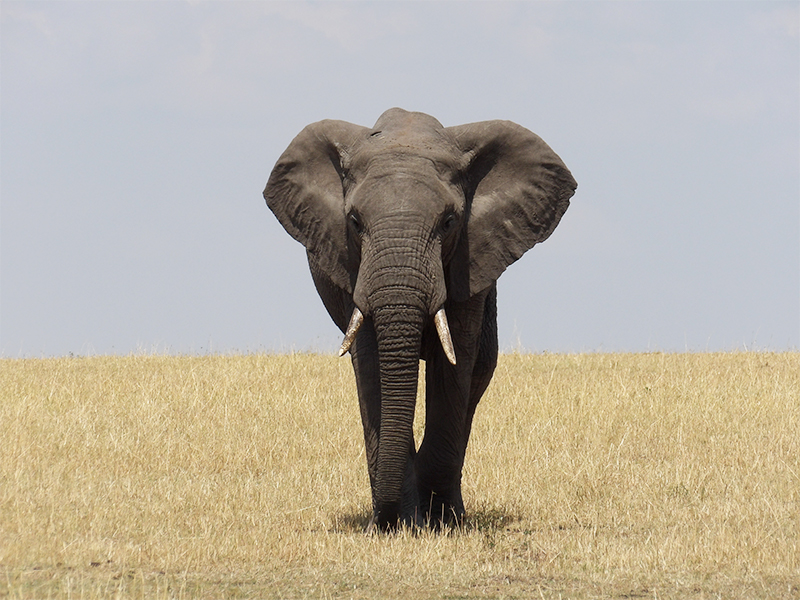 Tarangire National Park Tanzania elephant