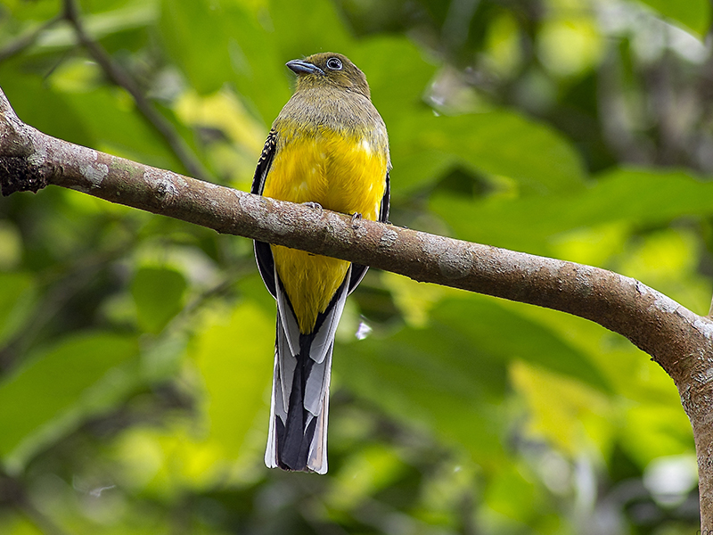 Tropical Bird Malaysia