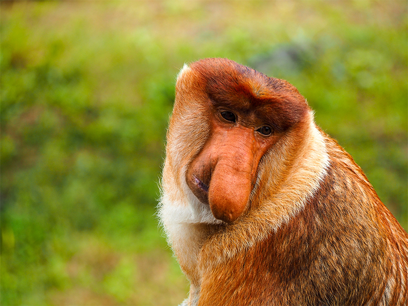 proboscis monkey Malaysia