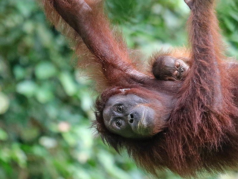 Orangutans Malaysia