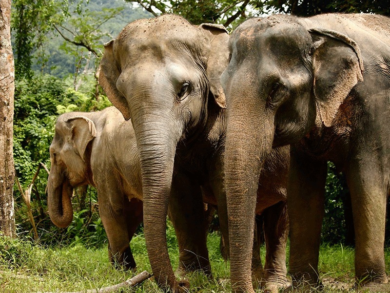 Thailand Elephants