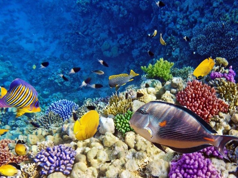 Go scuba diving in Hurghada during your luxury holiday to Egypt