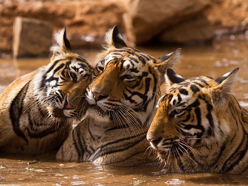 Tigers, India