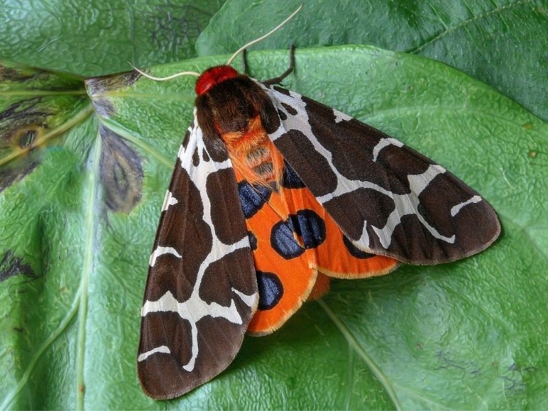 Tiger moth, Valley of the Butterflies