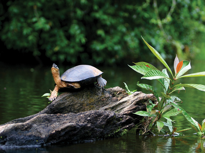 http://Tortuguero%20National%20Park cc