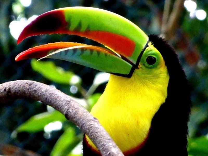 Toucans Amazon-Rainforest, Ecuador