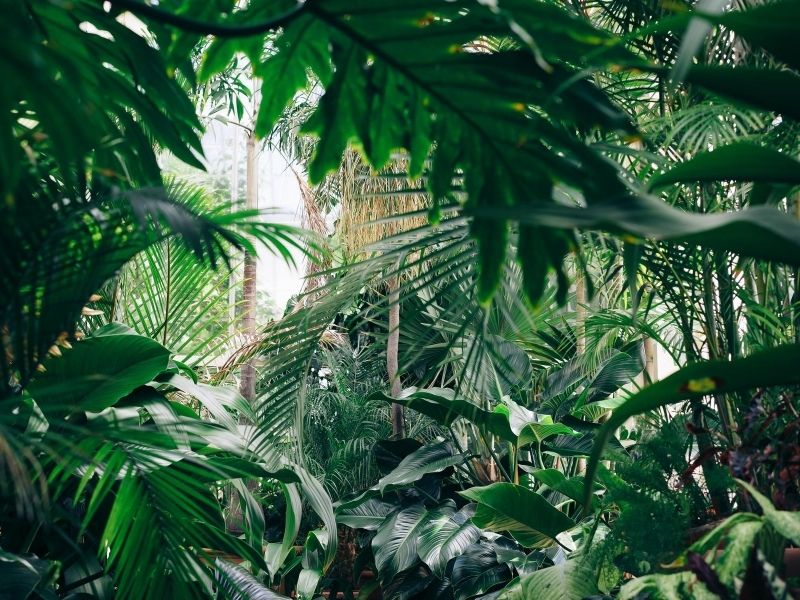 Tropical jungle