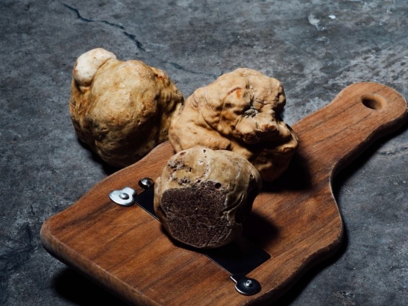 Learn the art of truffle hunting