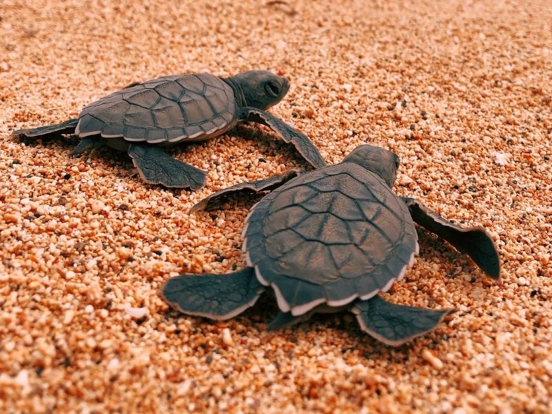 Witness sea turtles hatching on Príncipe Island during your luxury African holiday